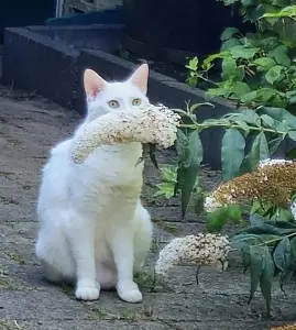 Leentje 12 Snorrepoes